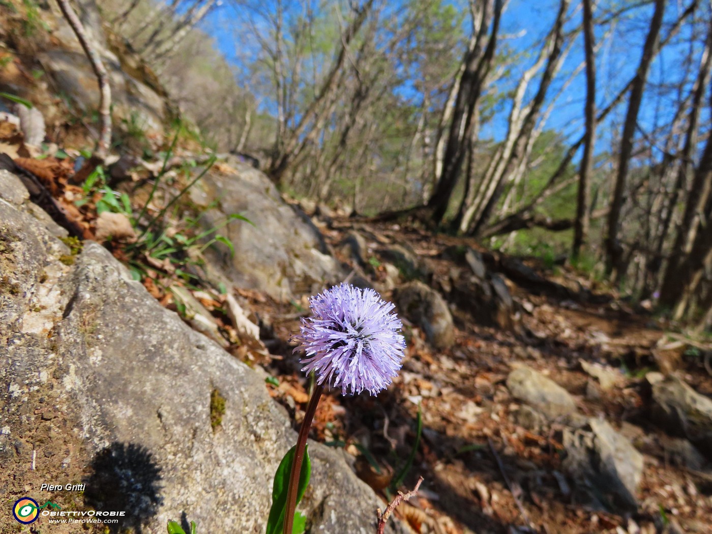 19 Globularia punctata (Globularia punteggiata).JPG